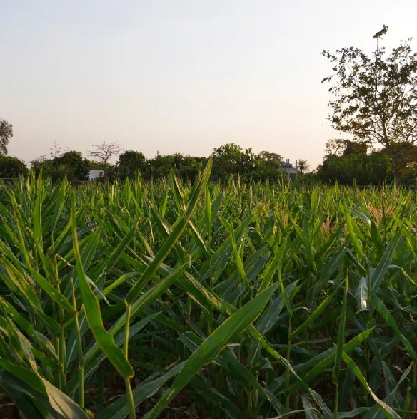 Lire la suite à propos de l’article (2/2) – <br><br>L’ essor de l’agriculture biologique en Afrique et au Sénégal